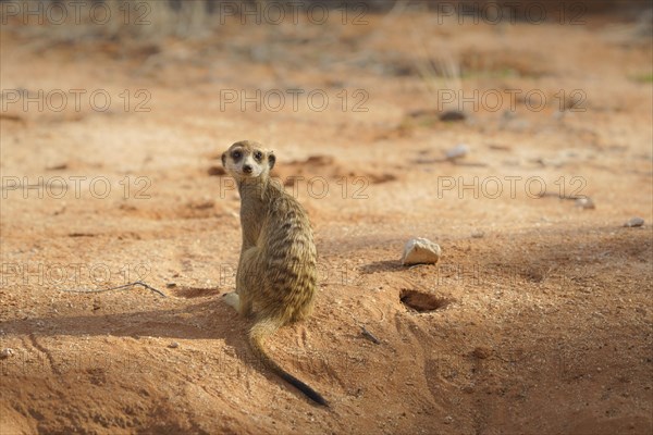 Cute Meerkat