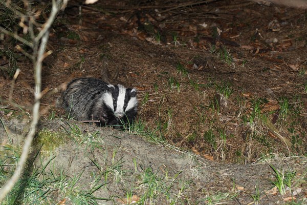 European badger