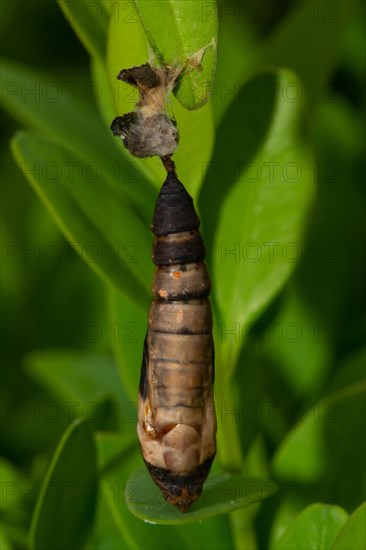 Boxwood borer pupa hanging on green leaf