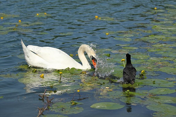 Mute Swan