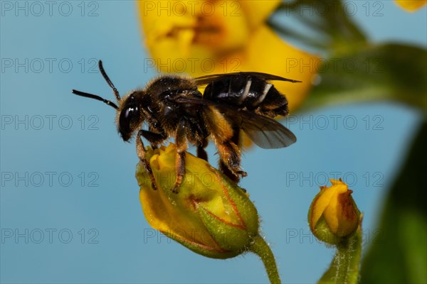 Alluvial Thigh Bee sitting on yellow flower left looking against blue sky