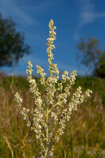 White-flowered mullein Inflorescence with several open white flowers against a blue sky