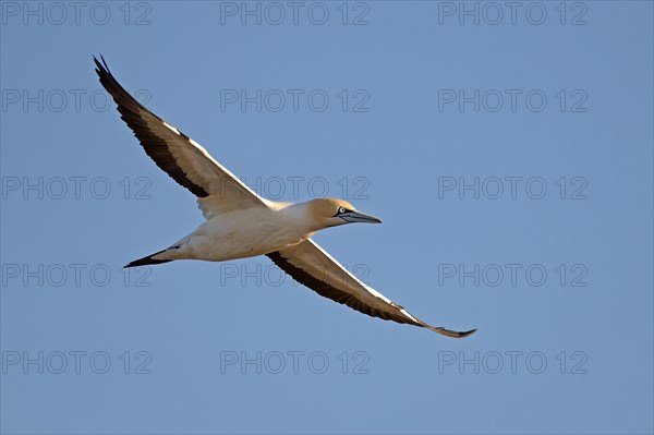 Cape Gannet