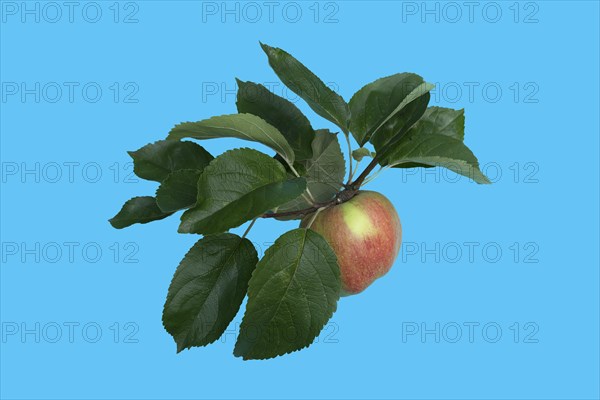 Ripe apple tree