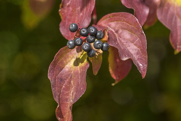 Fruits of the autumn red common dogwood