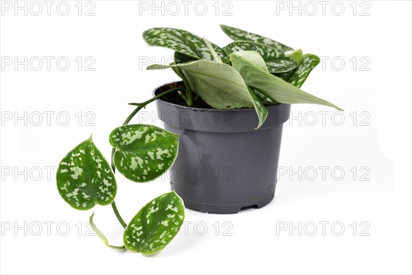 Whole Scindapsus Pictus Argyraeus tropical house plant