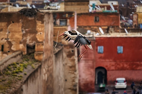 White Stork