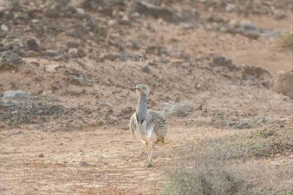 Rare cantilever bustard