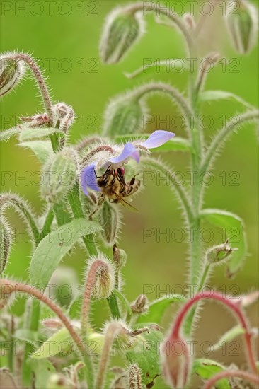 Borage