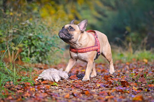 Cute fawn French Bulldog dog waiting for plush rat toy to be thrown in autumn forest