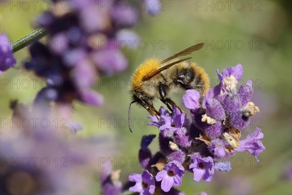 Common carder-bee