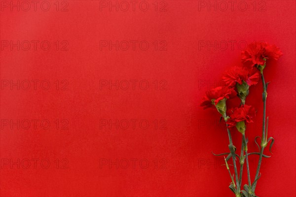 Top view carnation flowers against bright red background with copy space. Resolution and high quality beautiful photo