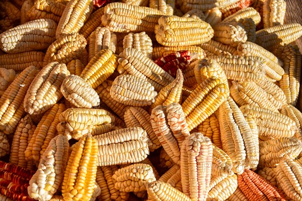 Colourful corn cobs laid out to dry