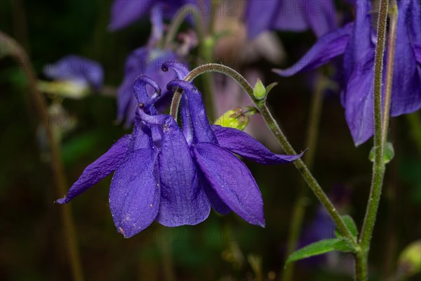 Wood columbine open purple flower