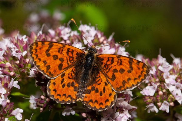 Red Melitaea butterfly butterfly with open wings sitting on pink flower from behind