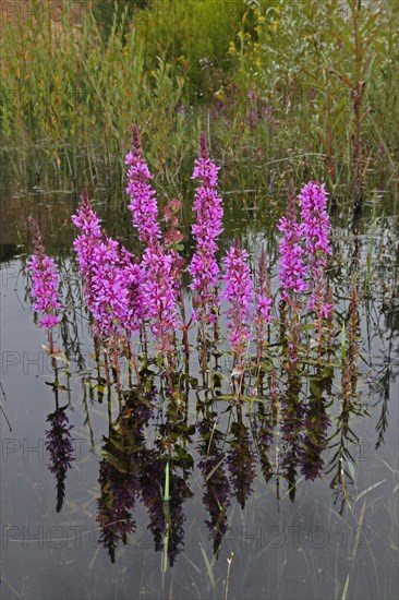 Purple loosestrife