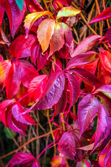 The virginia creeper