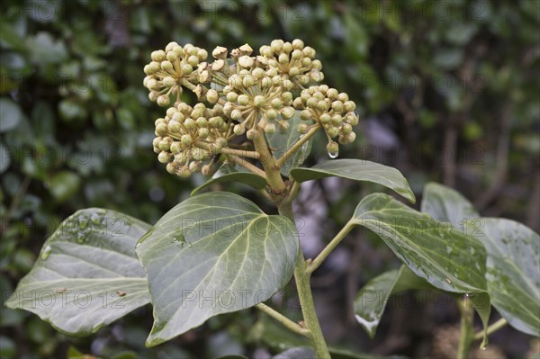 Flowering common ivy