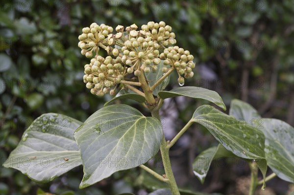 Flowering common ivy