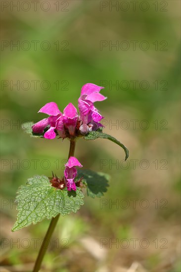 Flowering red deadnettle