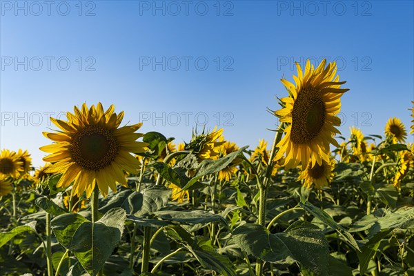 Field of sun flowers