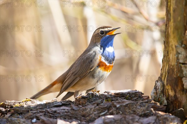 White-spotted bluethroat