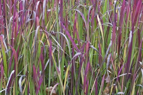 Japanese blood grass