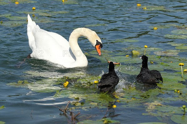 Mute Swan