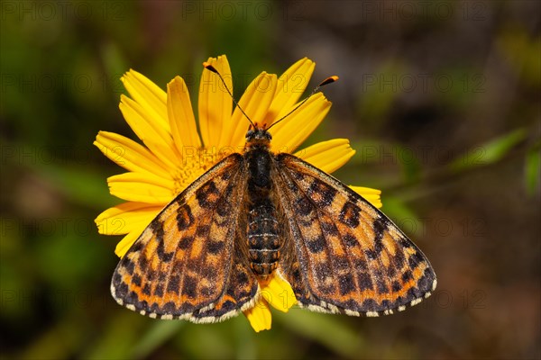 Red Melitaea butterfly butterfly with open wings sitting on yellow flower from behind