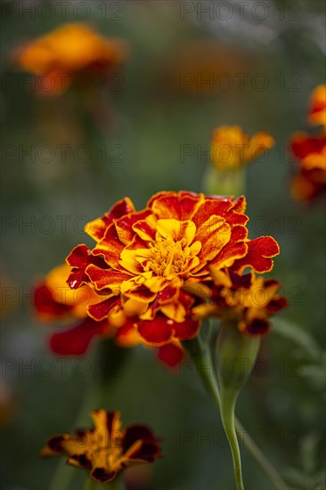 Marigold