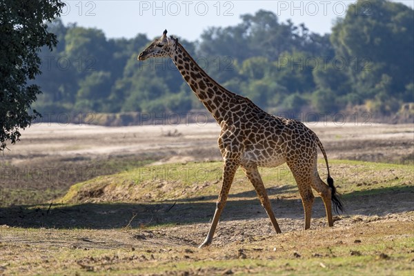 Rhodesian giraffe