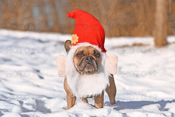 Funny French Bulldog dog wearing Christmas santa hat costume with beard in snow