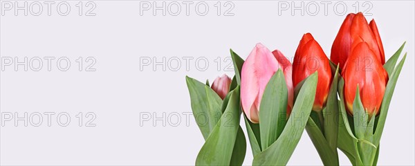 Web banner with red and pink tulip spring flowers