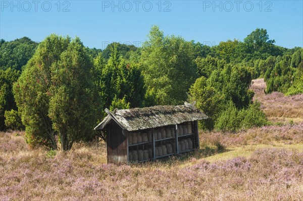 Beehives during the heath blossom in the Lueneburg Heath