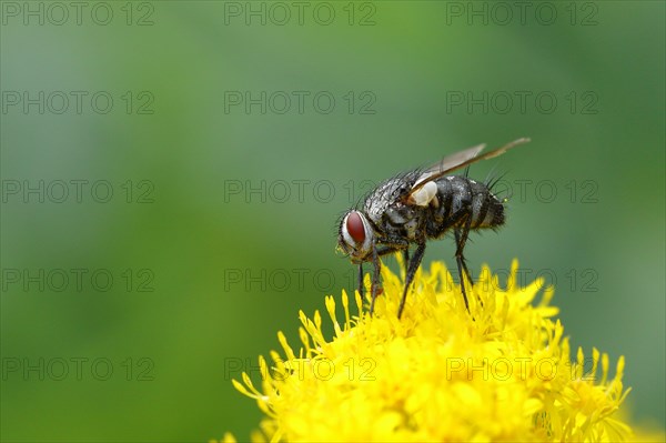 Grey flesh fly