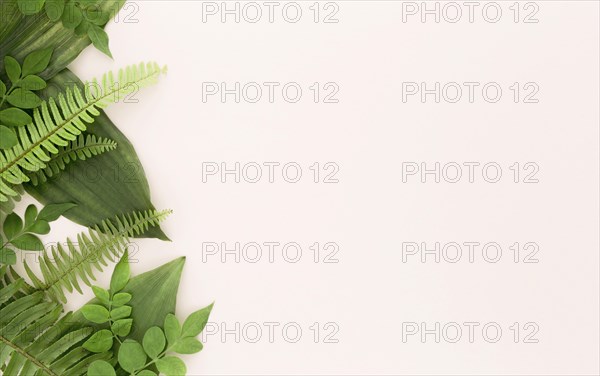 Top view ferns leaves with copy space. Resolution and high quality beautiful photo