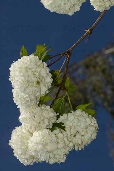 Common snowball branch with a few open white flowers against a blue sky