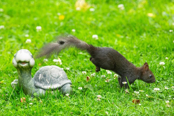 Squirrel jumping next to turtle in green grass seen right