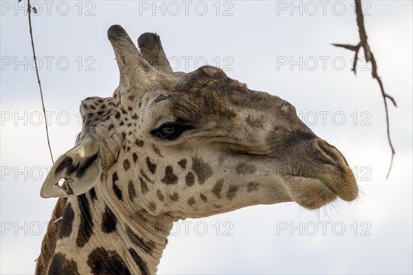 Rhodesian giraffe