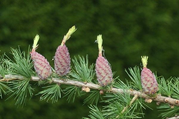 European larch