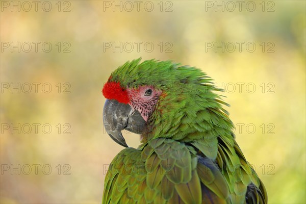 Great green macaw