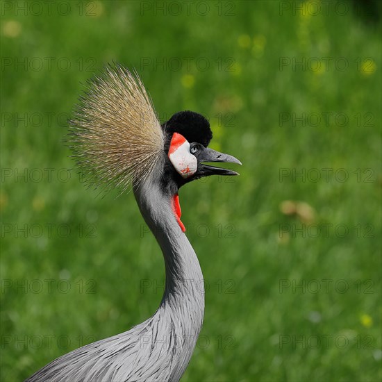 Black crowned crane