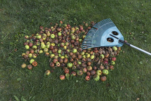 Fallen fruit