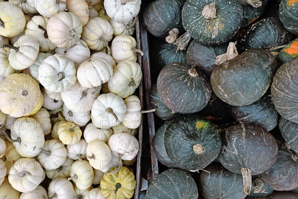 Mix of white Baby Boo pumpkins and dark green Kabocha squashes