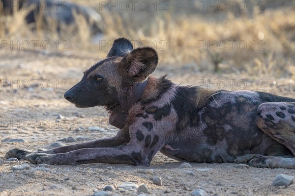 African wild dog