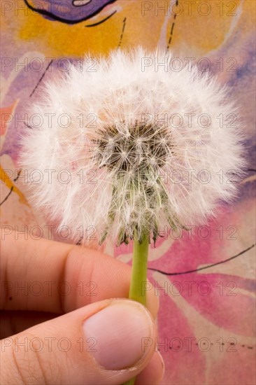 Hand holding a White Dandelion flower
