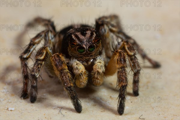 Jumping spider Aelurillus v-insignitus on stone slab seen from front oblique right