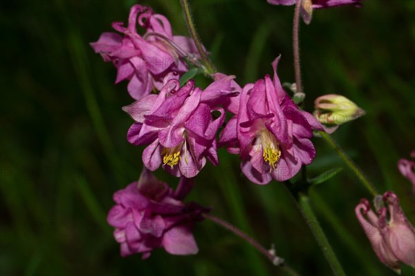 Wood columbine a few opened purple flowers next to each other