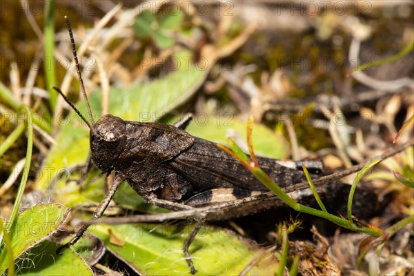 Red-winged snare-cricket sitting on ground looking left