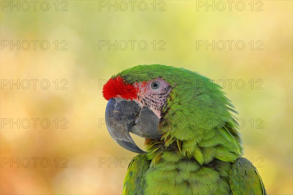 Great green macaw